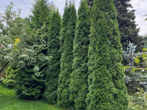 dom-derevnya-kornouhovo-sokolskiy-gorodskoy-okrug фото