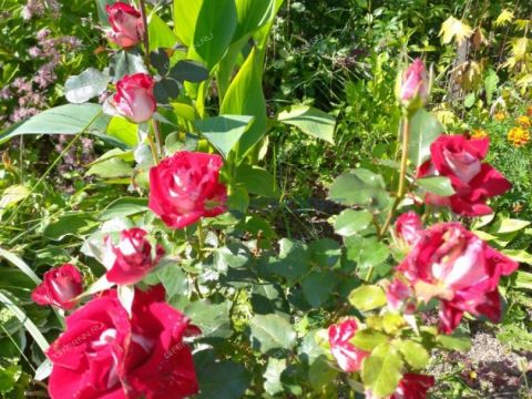 dacha-gorod-bor-gorodskoy-okrug-bor фото