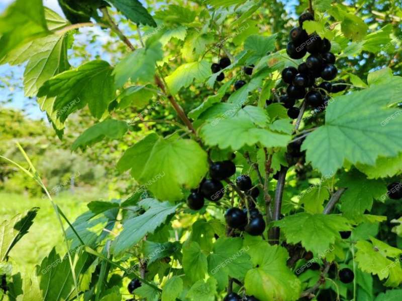 дом на Колхозной улице село Крутой Майдан