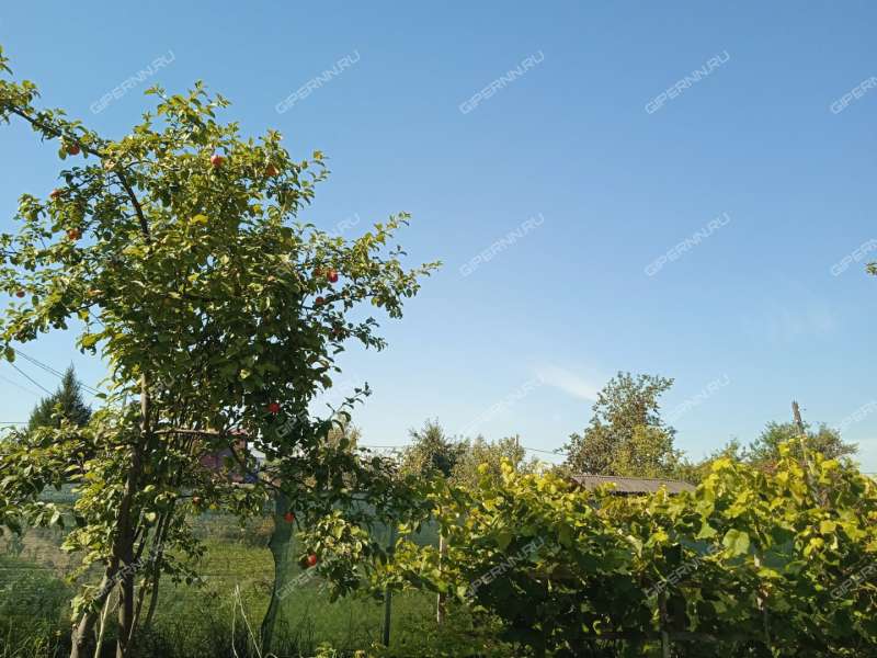 дача на СНТ Надежда