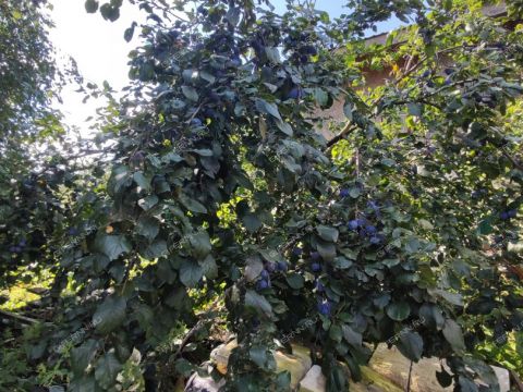 dom-st-vzgore фото