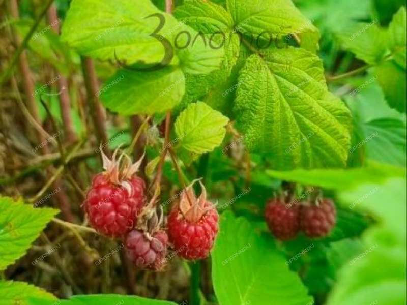 земельный участок 12 соток село Пурех