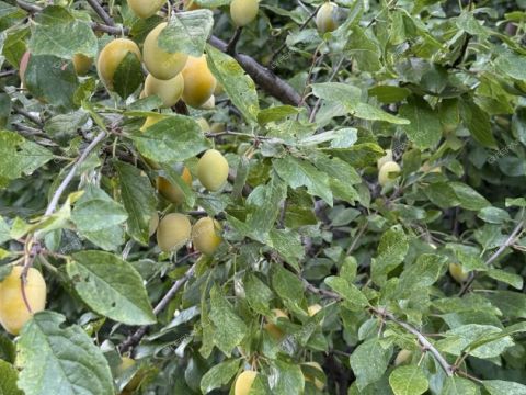 dom-derevnya-ankudinovka-kstovskiy-rayon фото