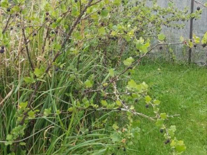 дача на ТСН Стройгаз