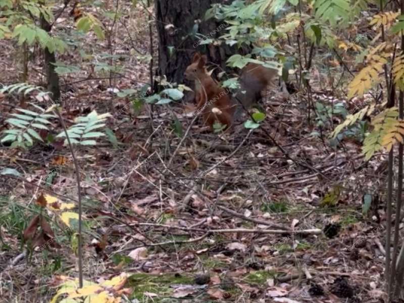 трёхкомнатная квартира на проспекте Циолковского дом 65 город Дзержинск