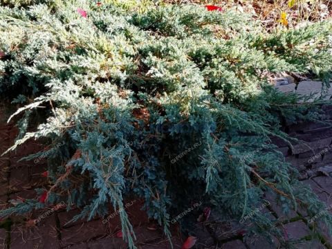 dom-poselok-gorodeckiy-gorodeckiy-rayon фото