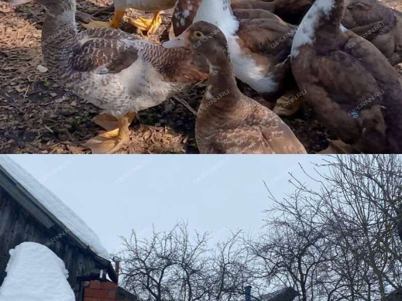 дом на Шоссейной улице село Богоявление