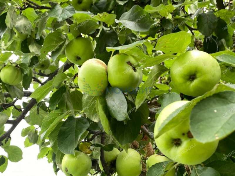 дом на Центральной улице