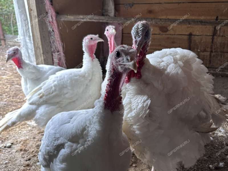 дом на Первомайская ул. деревня Подвалиха