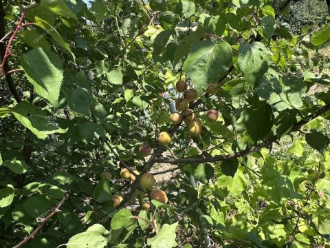 dacha-gorod-kstovo-kstovskiy-rayon фото